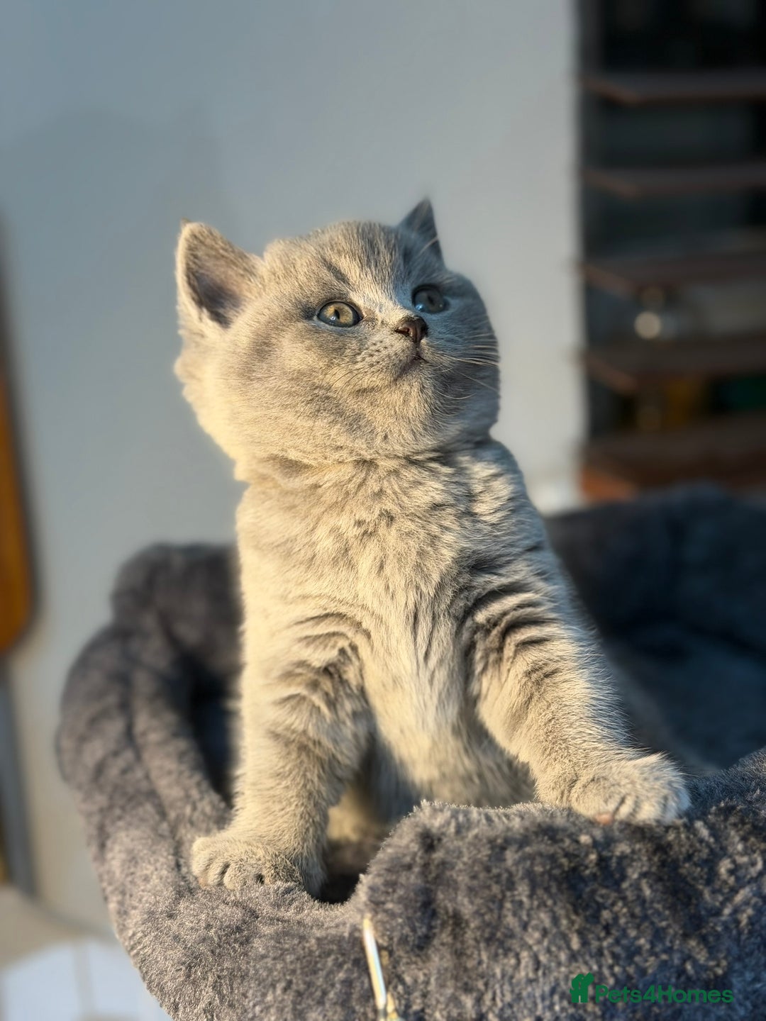 British Shorthair cats for sale: 🐾 British Shorthair × Scottish Straight Kittens - Advert 6