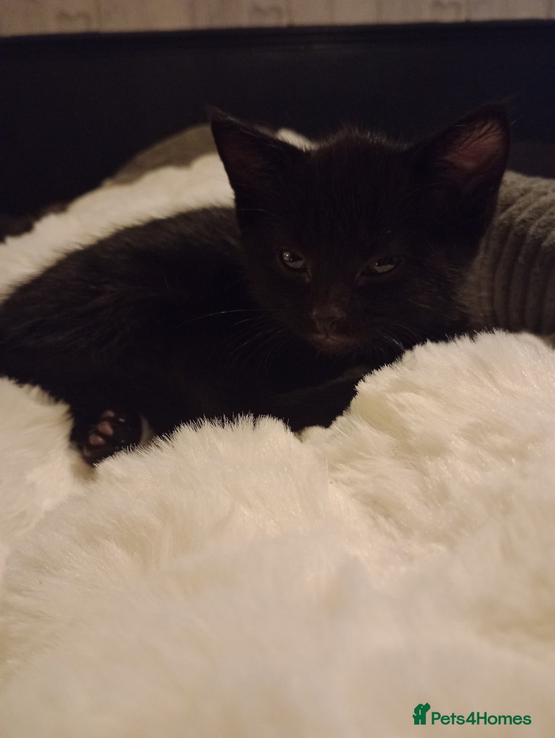 Mixed Breed cats for sale: Pretty kittens - Advert 3