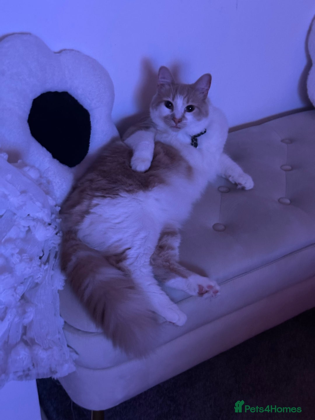 Mixed Breed cats for sale: Beautiful and affectionate 1 year old male - Advert 19