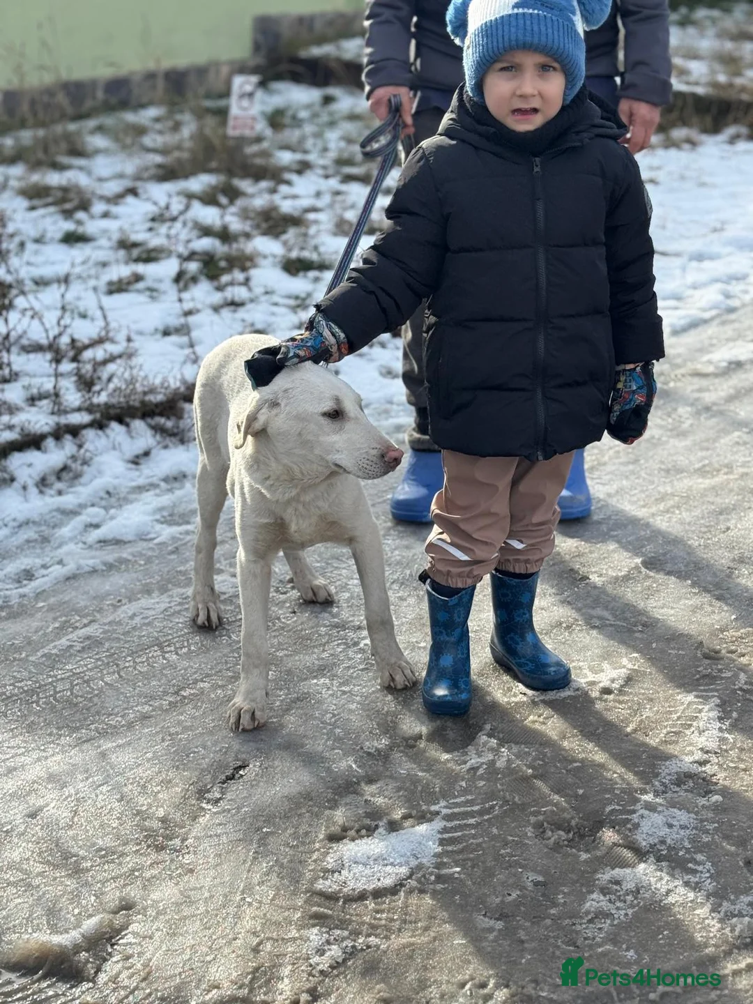 Mixed Breed dogs for adoption: 🐾 JACK – Gentle Soul with the Sweetest Eyes - Advert 26