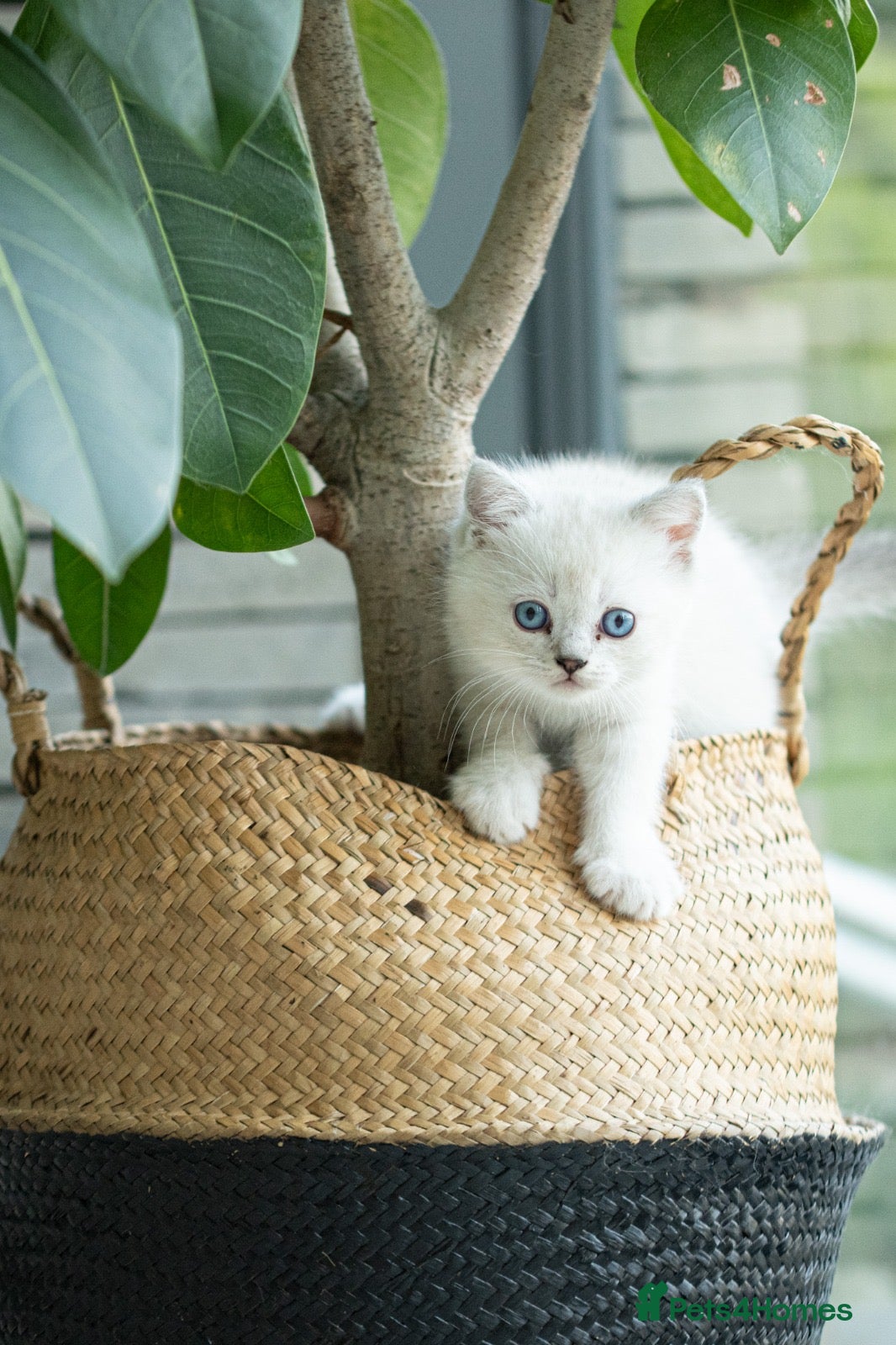 Scottish Fold cats Adorable full Pedigree Scottish Fold/Ragdoll boys - Advert 2
