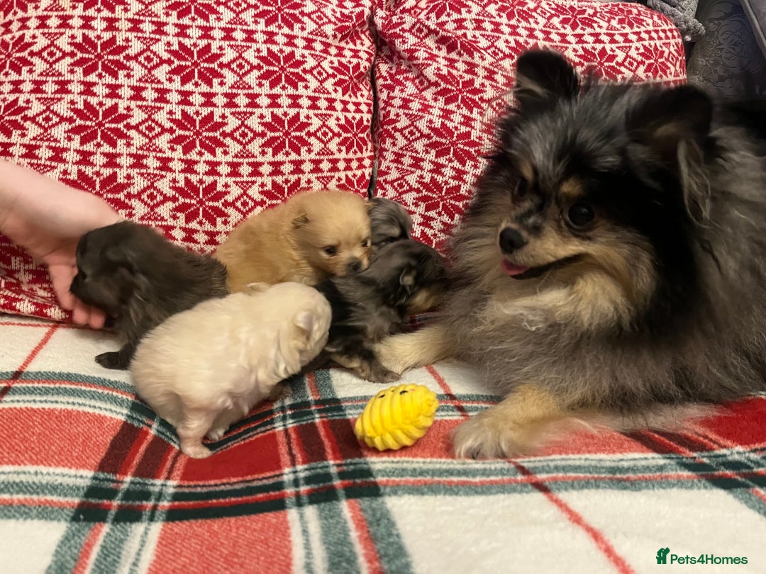 Pomeranian dogs for sale: Stunning Pomeranian puppys - Advert 25