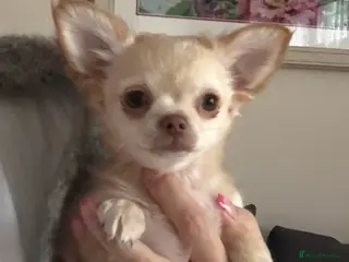 Chihuahua dogs CHIHUAHUA boys ready - Advert 2