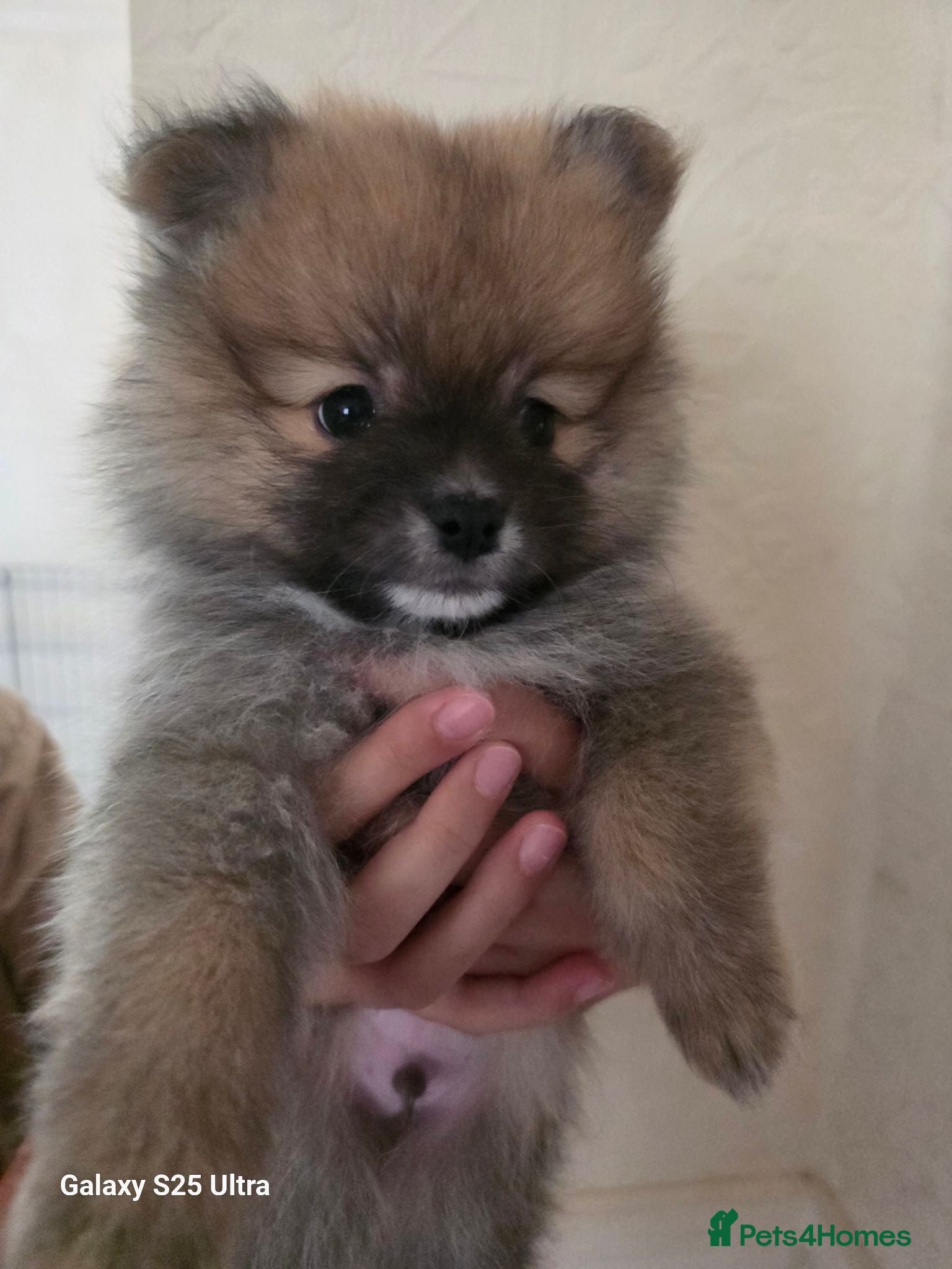 Pomeranian dogs Pomeranian  - Advert 1
