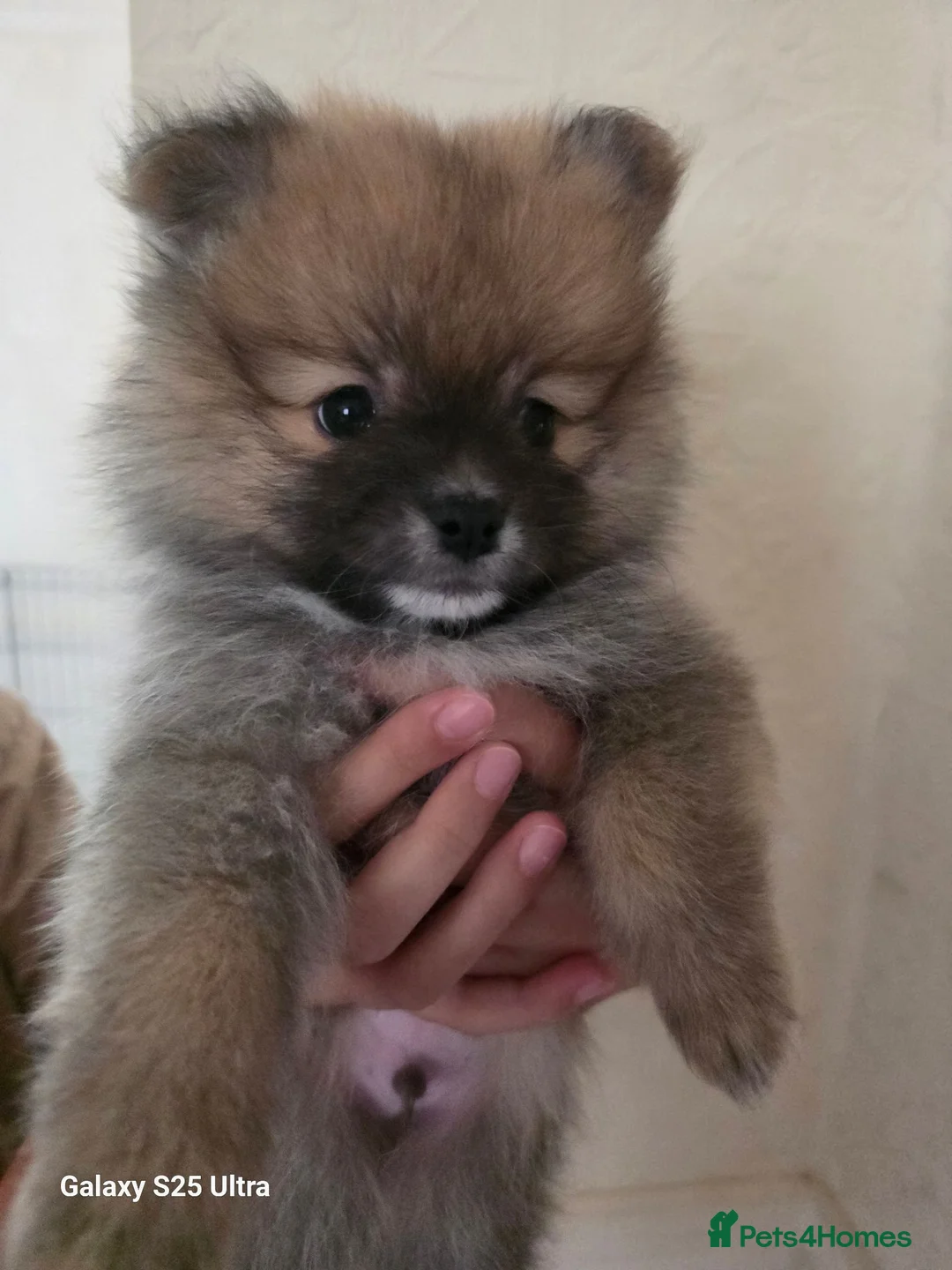 Pomeranian dogs for sale: Pomeranian  - Advert 14
