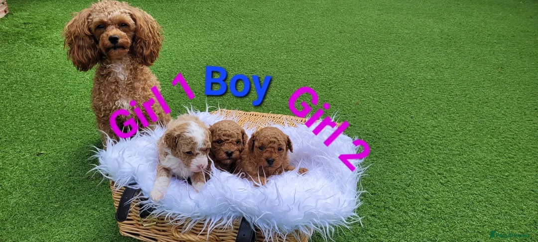 Toy Poodle dogs for sale: Gorgeous Toy poodle Puppies - 2 girls and 1 boy  in Dagenham - Advert 1