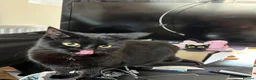 Bombay cats for sale: Black Cat Looking for an Experienced Owner - Advert 3