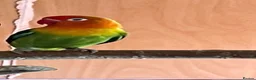 Lovebirds birds for sale: fischer lovebirds - Advert 2