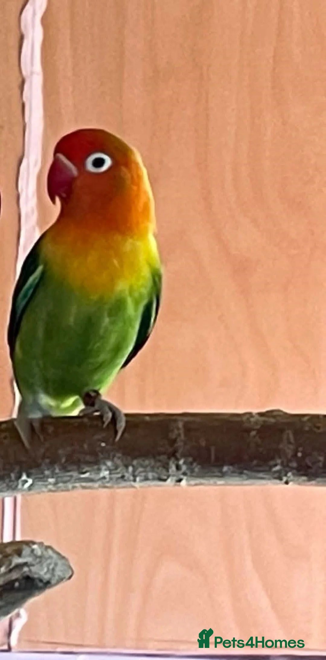Lovebirds birds for sale: fischer lovebirds - Advert 2