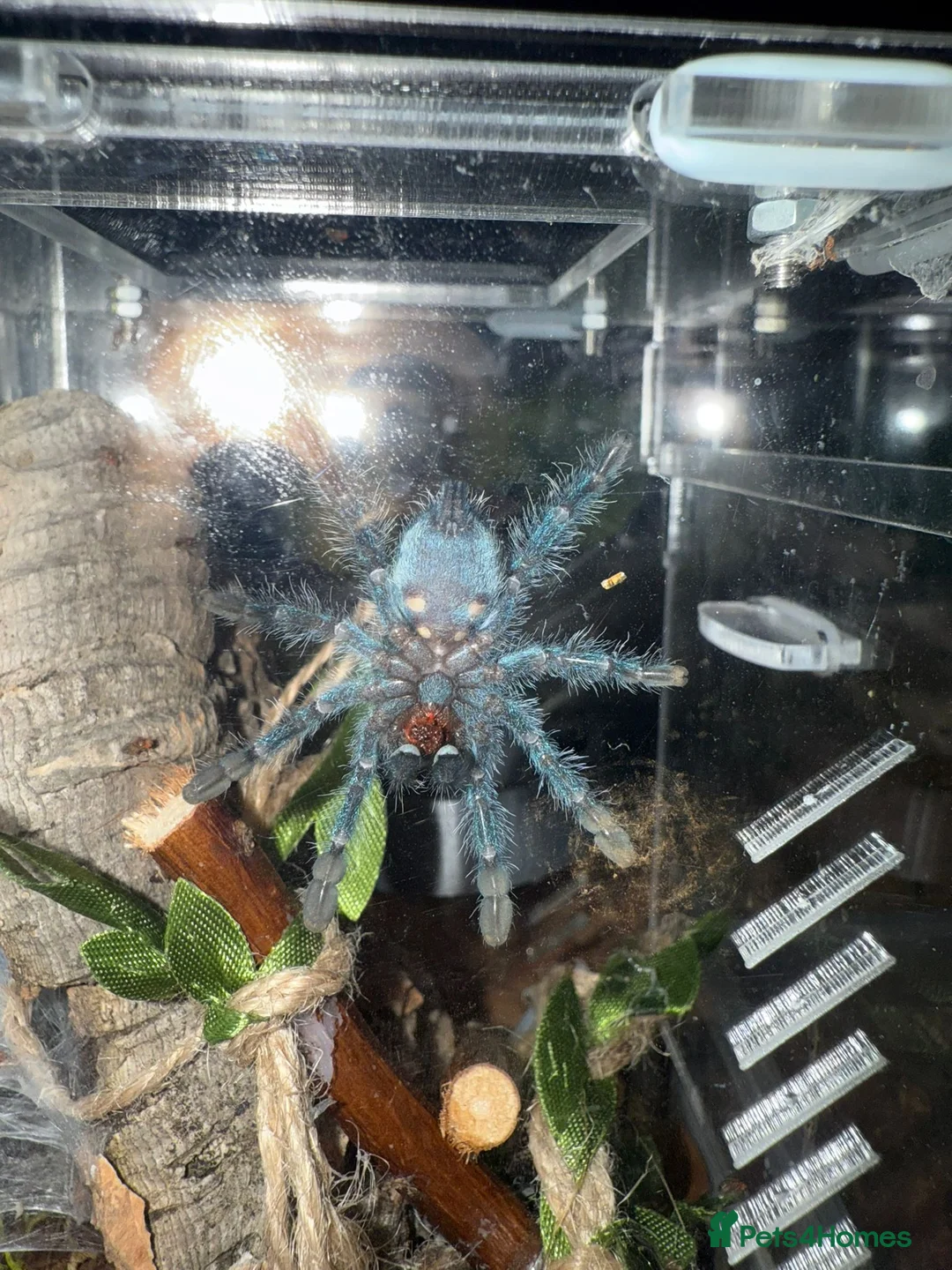 Tarantulas invertebrates for sale: Tarantulas For Sale  - Advert 2