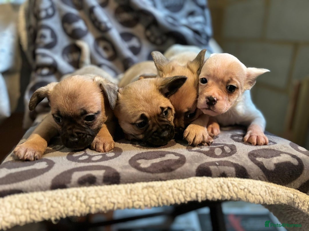 Mixed Breed dogs for sale: Beautiful litter of four puppies cross bread  - Advert 1