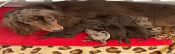 Miniature Dachshund dogs for sale: Beautiful miniature L/C dachshunds available - Advert 19