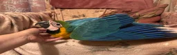 Macaws birds for sale: Baby Blue And Gold Macaws - Advert 5