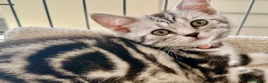 British Shorthair Kitten 5