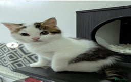 Siberian cats for sale: Siberian kitty looking for loving new home - Image 1