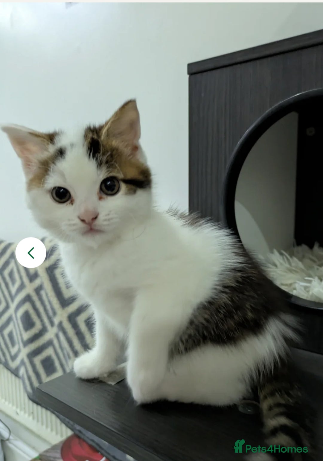 Siberian cats for sale: Siberian kitty looking for loving new home - Image 1