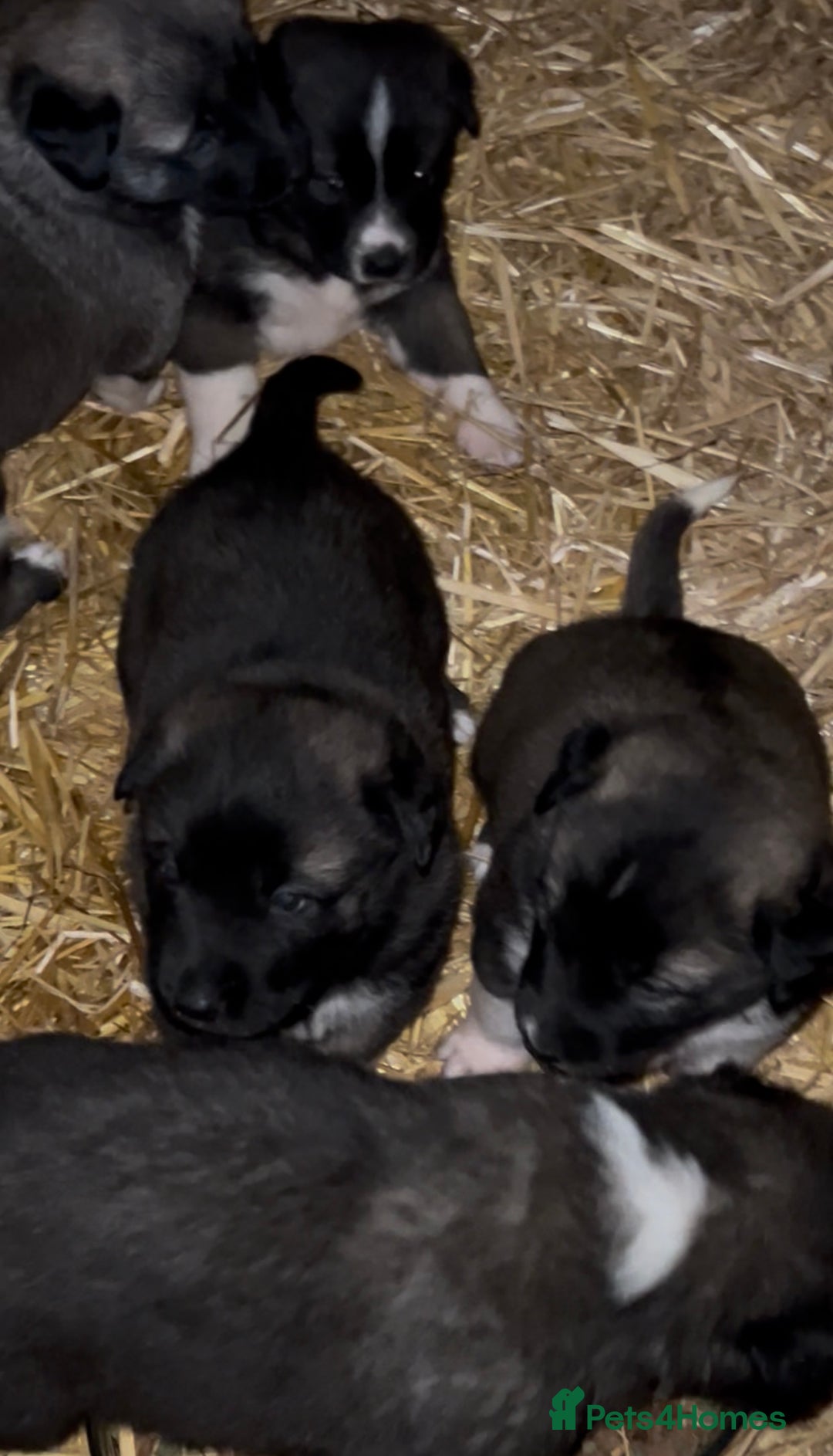 Mixed Breed dogs for sale: Turkish kangal x Caucasian pups  - Advert 11