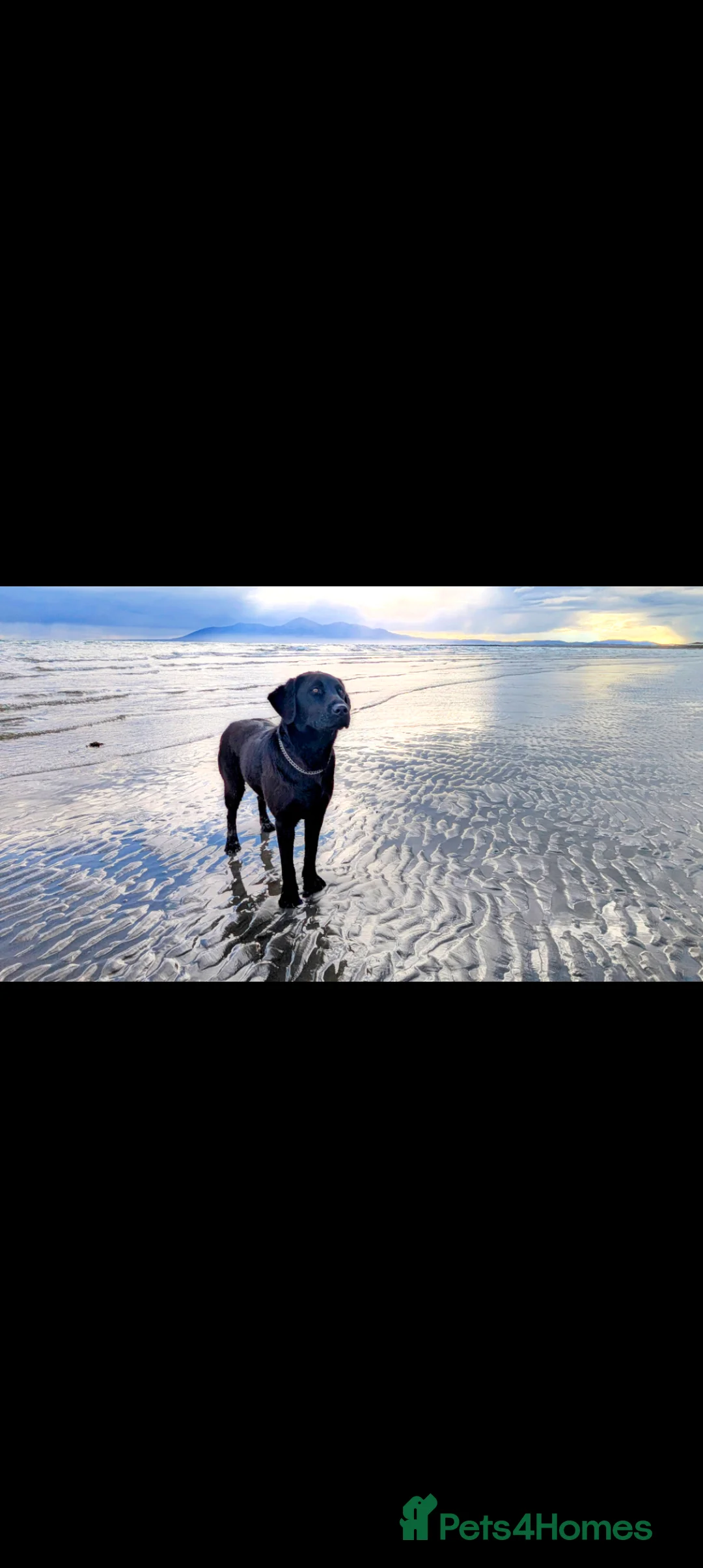 Labrador Retriever dogs for sale: Fully Health Tested/RKC Registered Labrador Pups - Advert 9