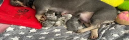 French Bulldog dogs for sale: 3 Beautiful french bulldog puppies  - Advert 7