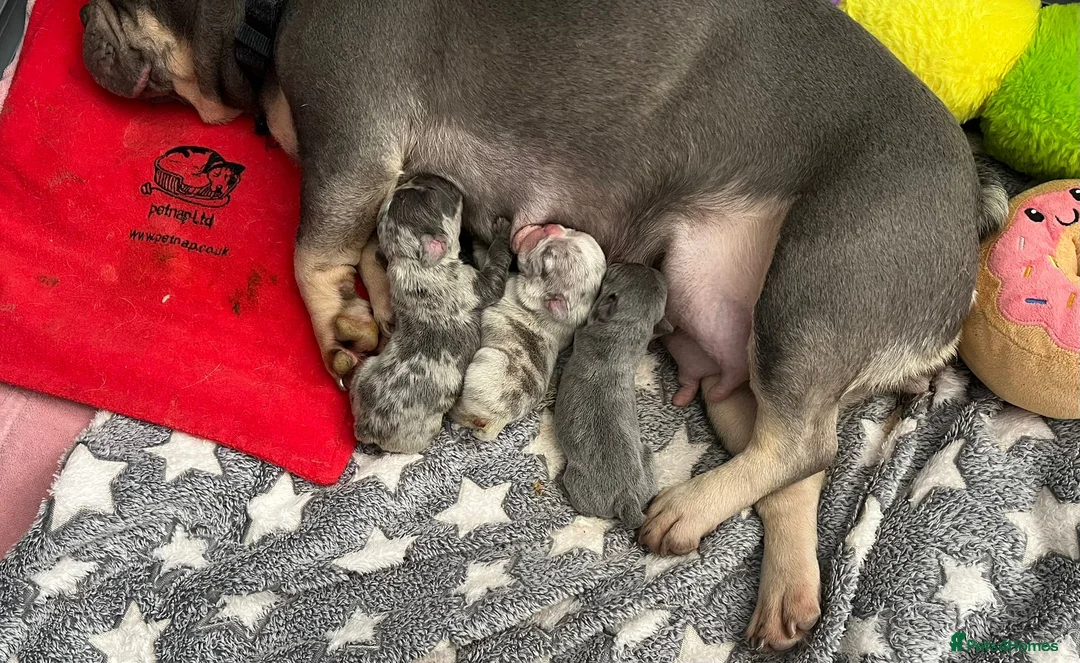 French Bulldog dogs for sale: 3 Beautiful french bulldog puppies  - Advert 7