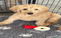 Goldendoodle dogs for sale: One little boy available F1 he’s chilled in Wooburn Green - Image 1