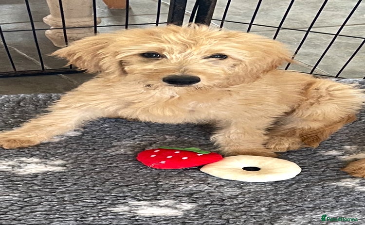 Goldendoodle dogs in Wooburn Green - Advert 2