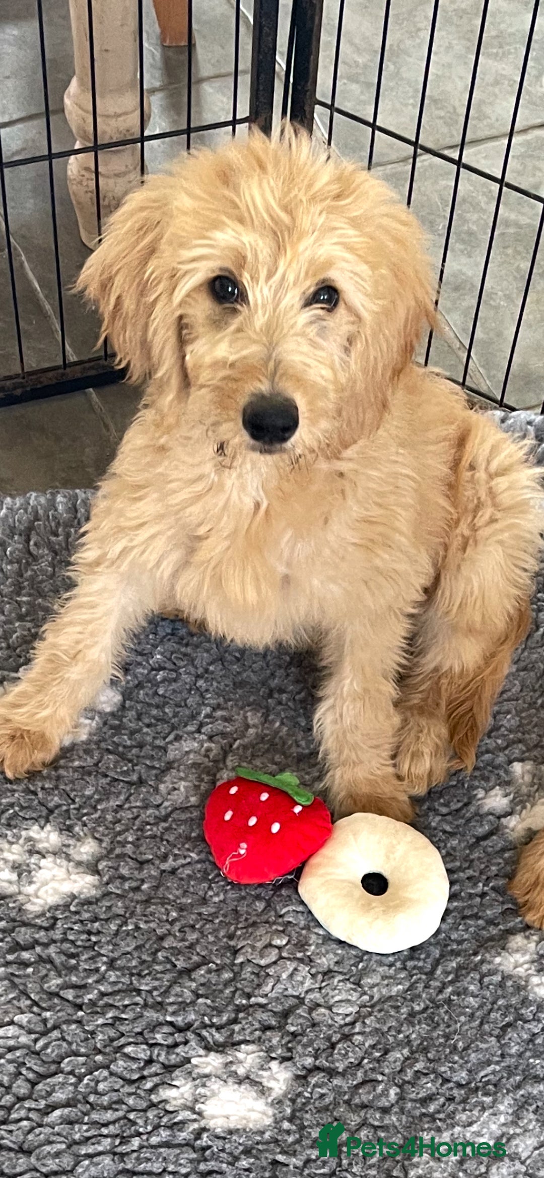 Goldendoodle dogs for sale: One little boy available F1 he’s chilled in Wooburn Green - Image 1