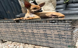 Chihuahua dogs for sale: Short hair white chihuahua & deer head chihuahua  - Image 7