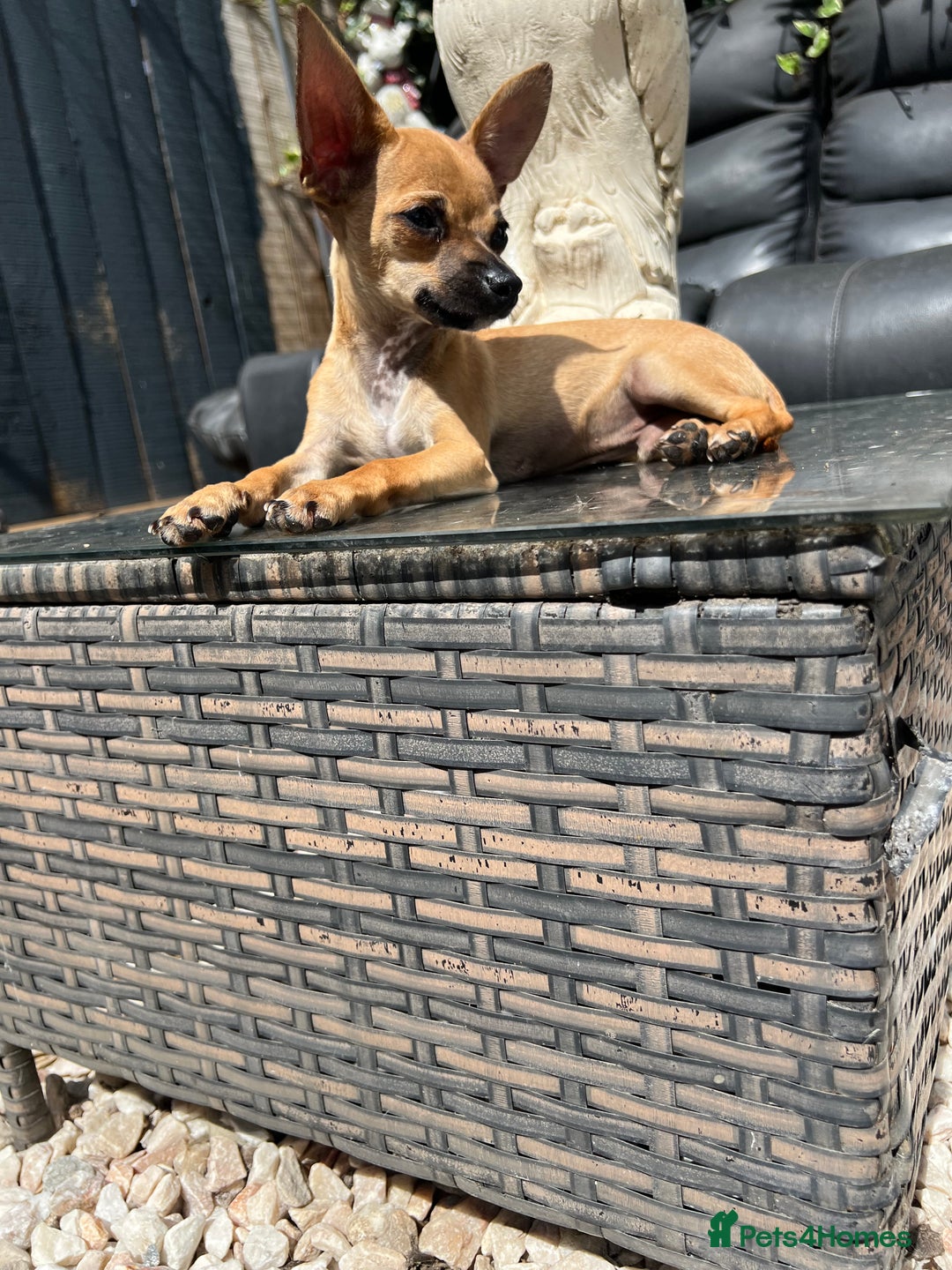 Chihuahua dogs for sale: Short hair white chihuahua & deer head chihuahua  - Image 7