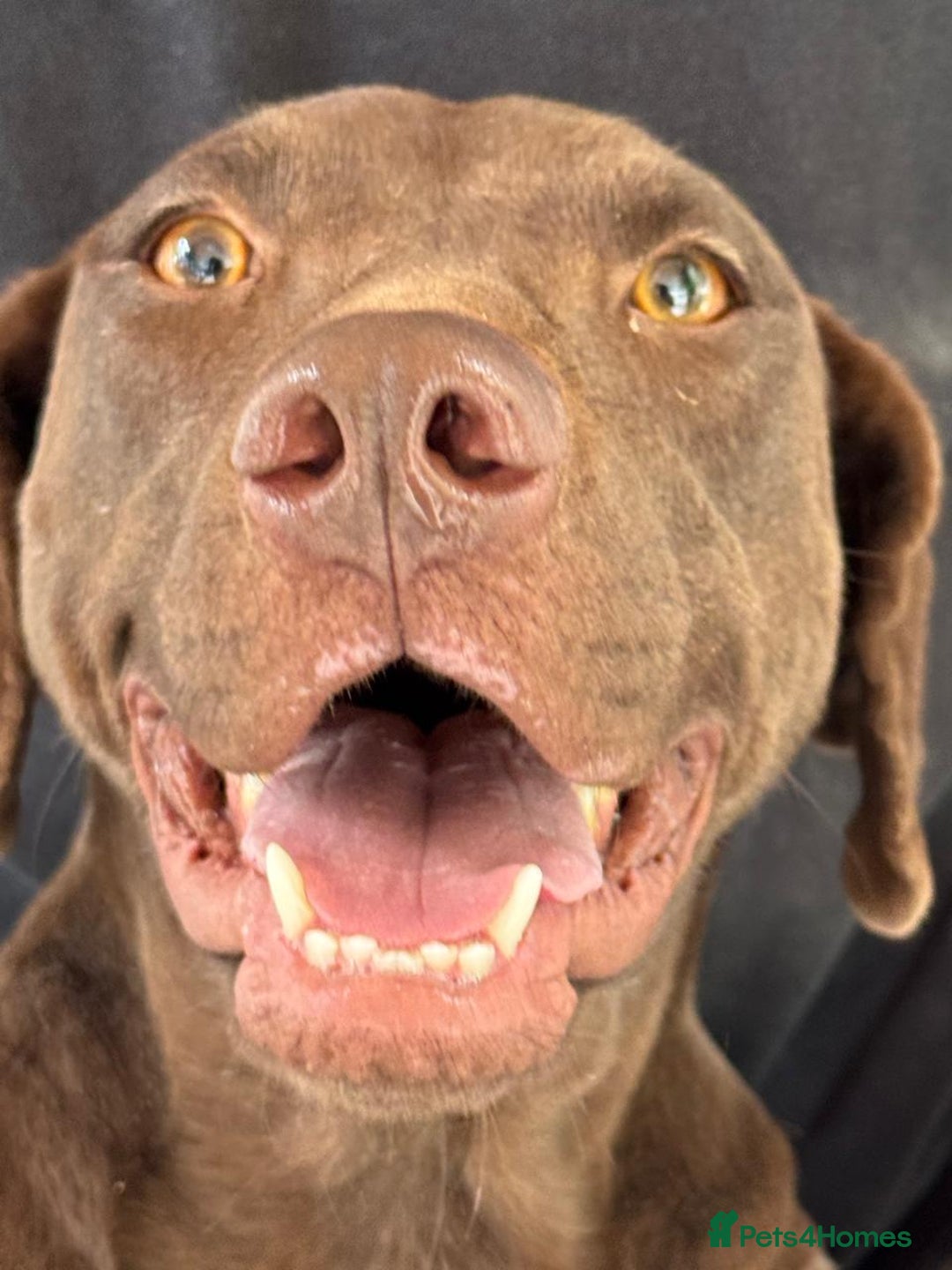 Mixed Breed dogs for adoption: Chocolate (Labrador/Pointer mix) - Advert 3