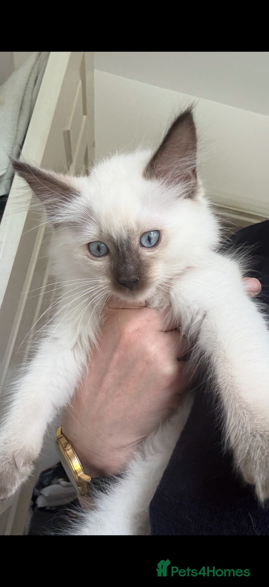 Ragdoll cats READY NOW DNA CLEAR last boy - Advert 4