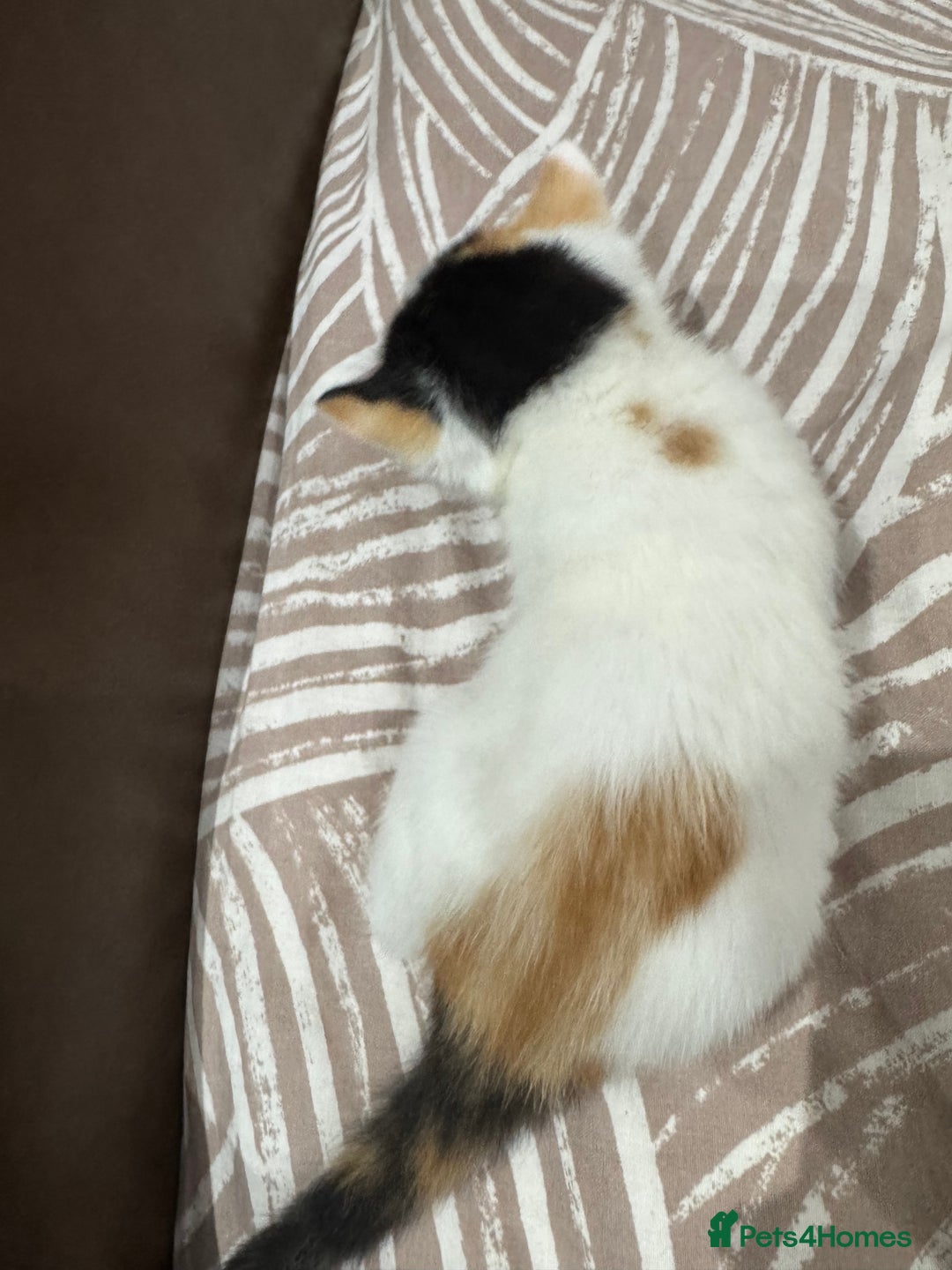 British Shorthair cats for sale: British Shorthair Kittens – Black & White & Beige - Image 17