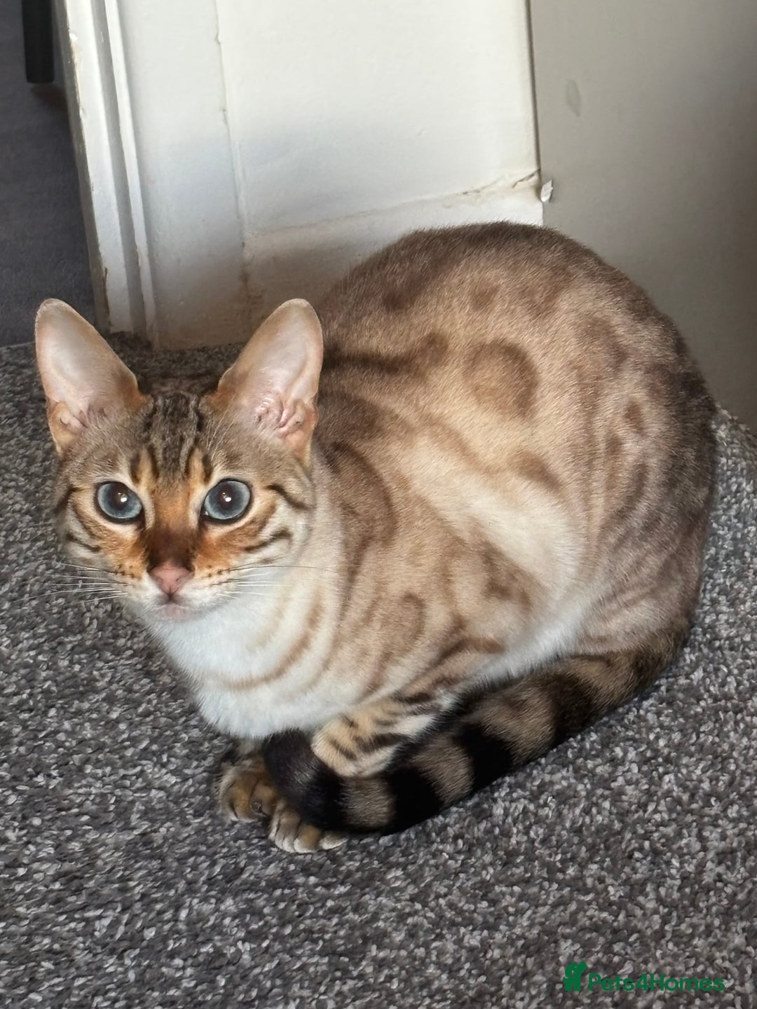 Bengal cats for sale: 15 Month Old Bengal Girl - Advert 2