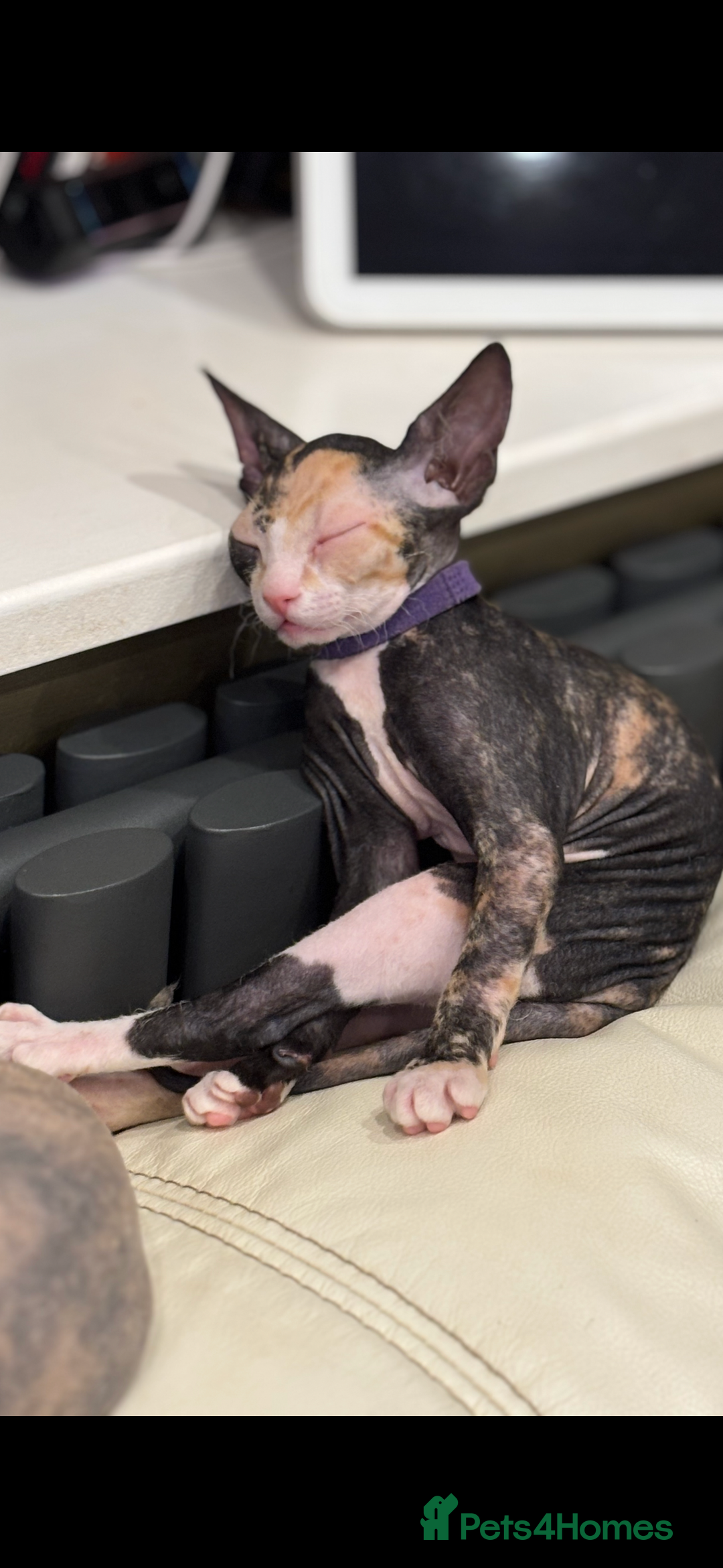 Sphynx cats for sale: Donskoy - Advert 16