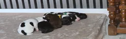 Sprocker dogs for sale: Sprocker puppies  - Advert 8
