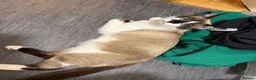 Snowshoe cats for sale: 1 year old snowshoe x ragdoll  - Advert 1