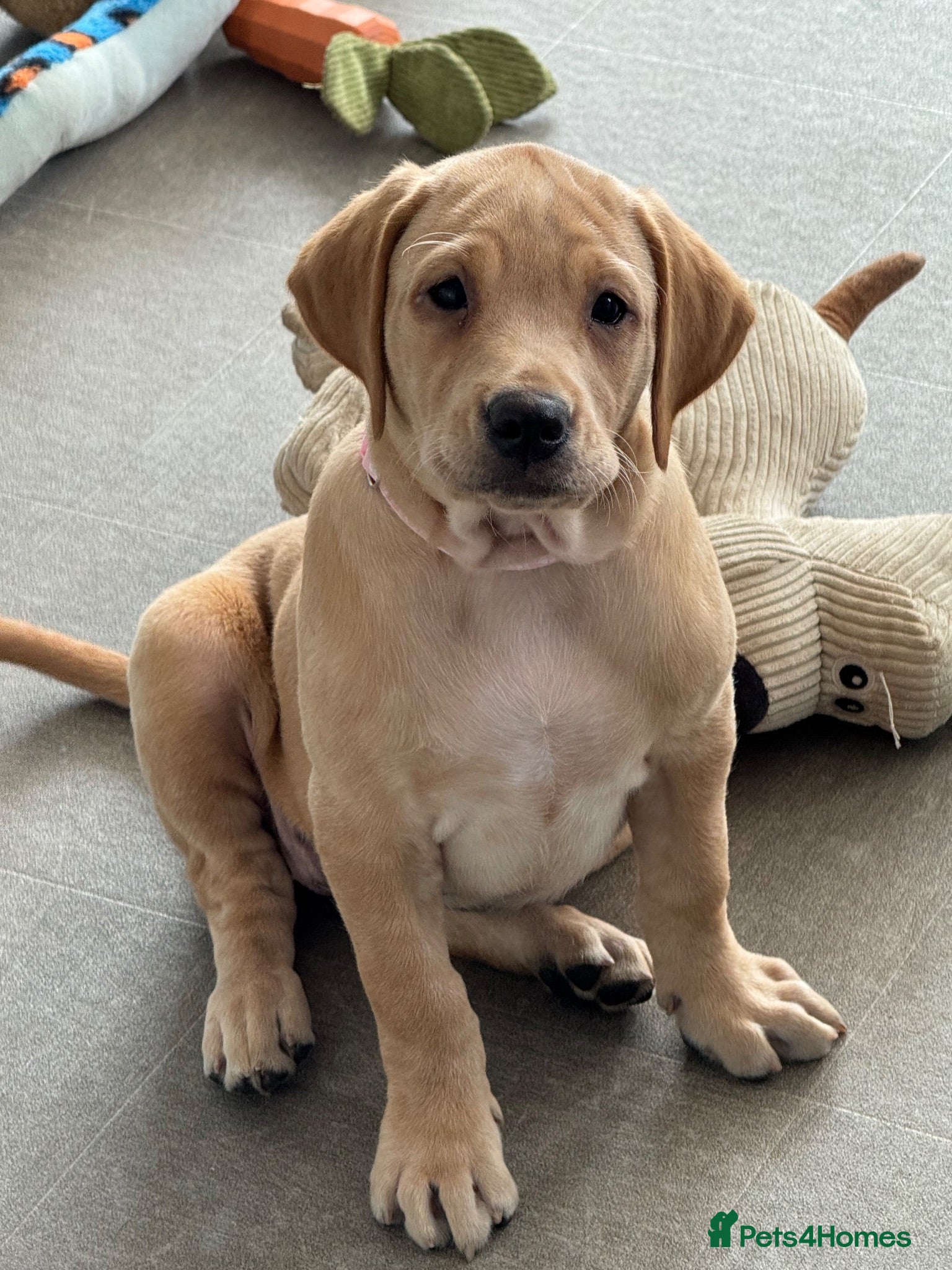 Labrador Retriever dogs Golden girl Fully Health tested parents, golden - Advert 1