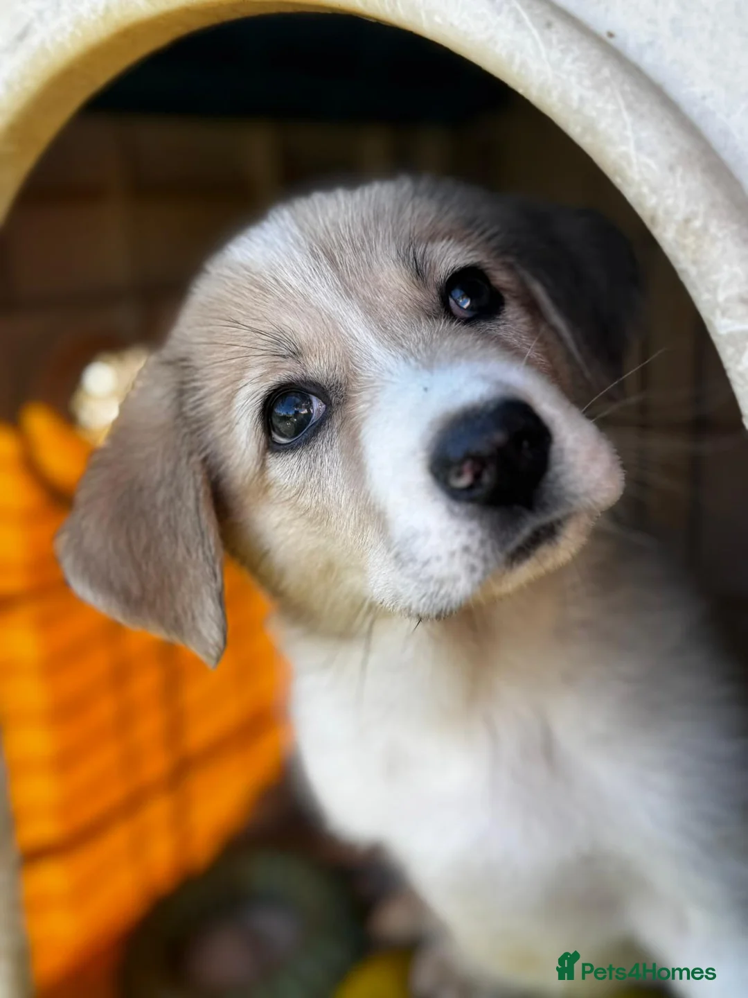 Mixed Breed dogs for adoption: Nancy - Advert 1