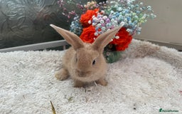 Continental Giant rabbits for sale: Continental Giant baby Rabbits harlequin yellow  - Image 9