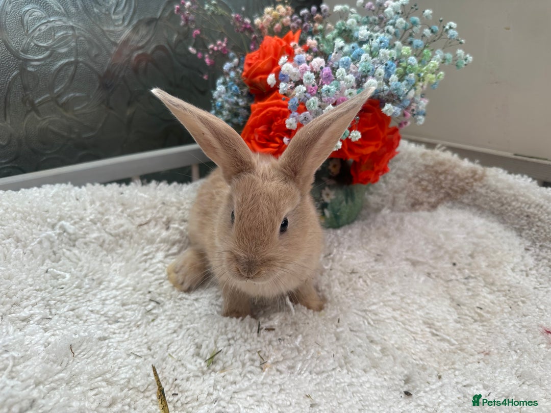 Continental Giant rabbits for sale: Continental Giant baby Rabbits harlequin yellow  - Image 9