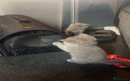 British Shorthair cats for sale: British blue short hair girls ready 5/7/25 - Image 11