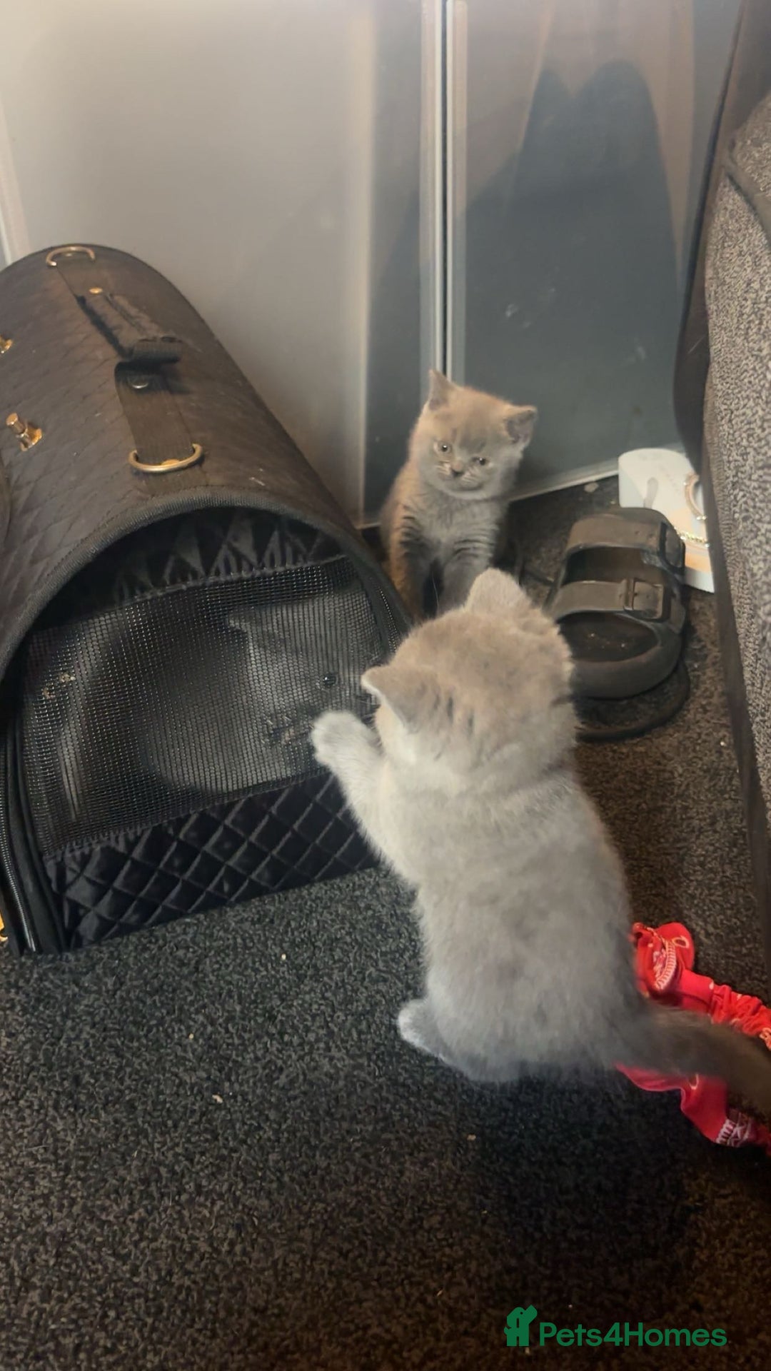 British Shorthair cats for sale: British blue short hair girls ready 5/7/25 - Image 11