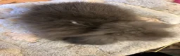 Mini Lion Lop rabbits for sale: Pure mini lion lops from show stock  - Advert 12