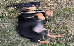 Rottweiler dogs for sale: Healthy Rottweiler puppies ready now  - Image 19