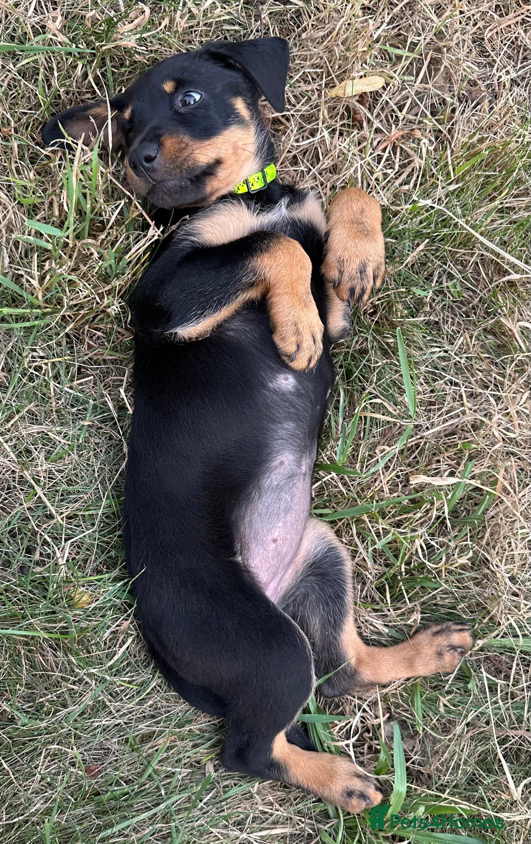 Rottweiler dogs for sale: Healthy Rottweiler puppies ready now  - Image 19