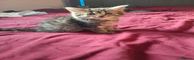 Tabby Female 