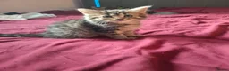 Mixed Breed cats for sale: Beautiful kittens looking for their forever homes - Advert 9