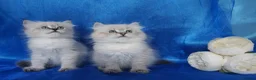 Siberian cats for sale: Siberian Kittens For Sale  - Advert 4