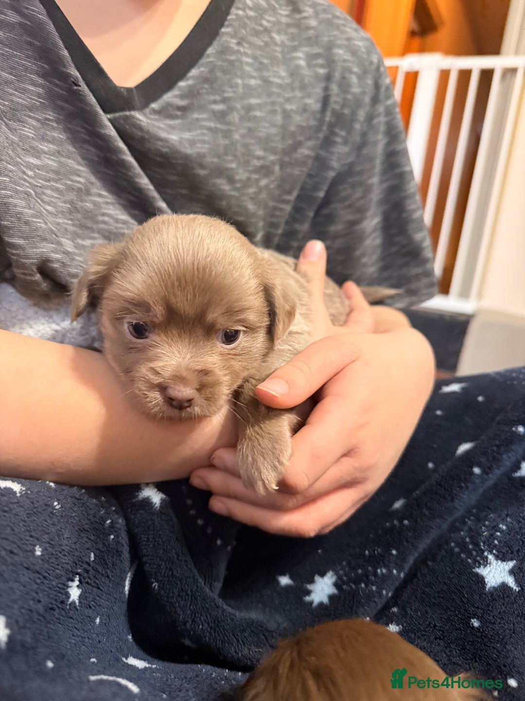 Mixed Breed dogs for sale: Outstanding chihuahua x miniature JRT puppies - Advert 10