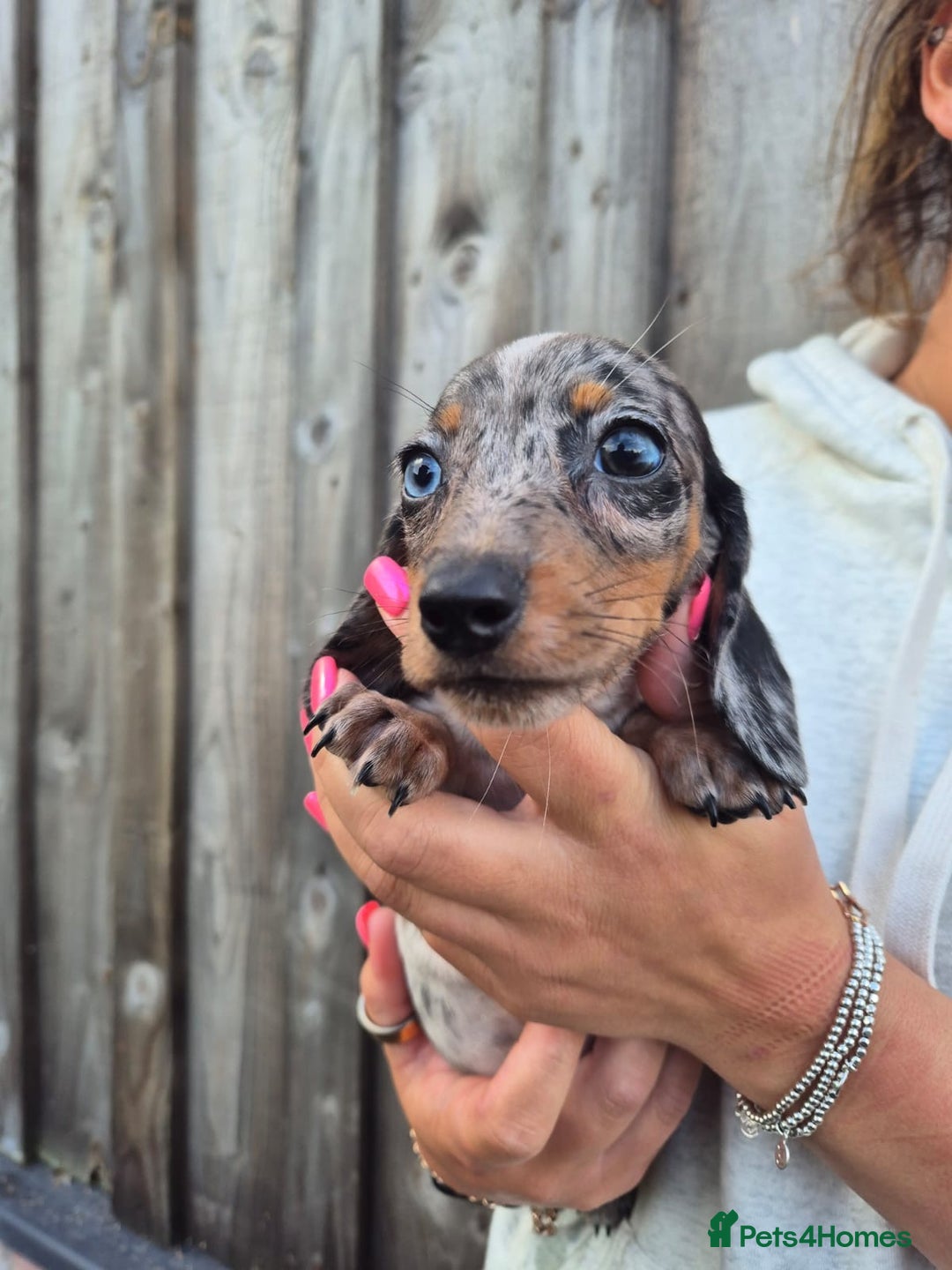 Miniature Dachshund dogs for sale: Miniature smooth dachshund puppies  - Image 3